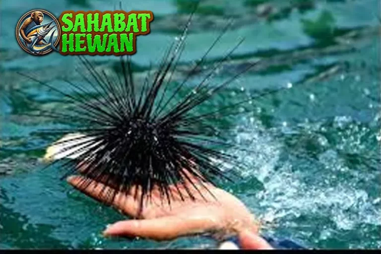 Bulu Babi Si Berduri 2 Cantik dari Laut Tropis