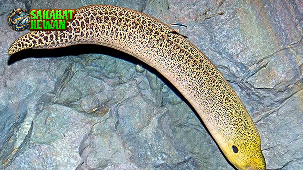 Belut Moray 02 Predator Laut Jarang Diketahui