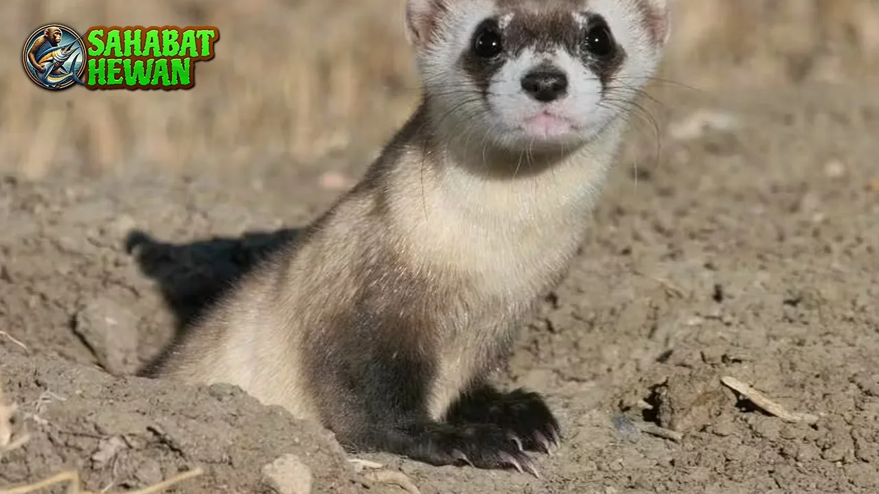 Ferret Si Musang Jinak yang 3 Penuh Kejutan