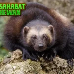 Wolverine Predator Kecil dengan 8 Nyali Besar