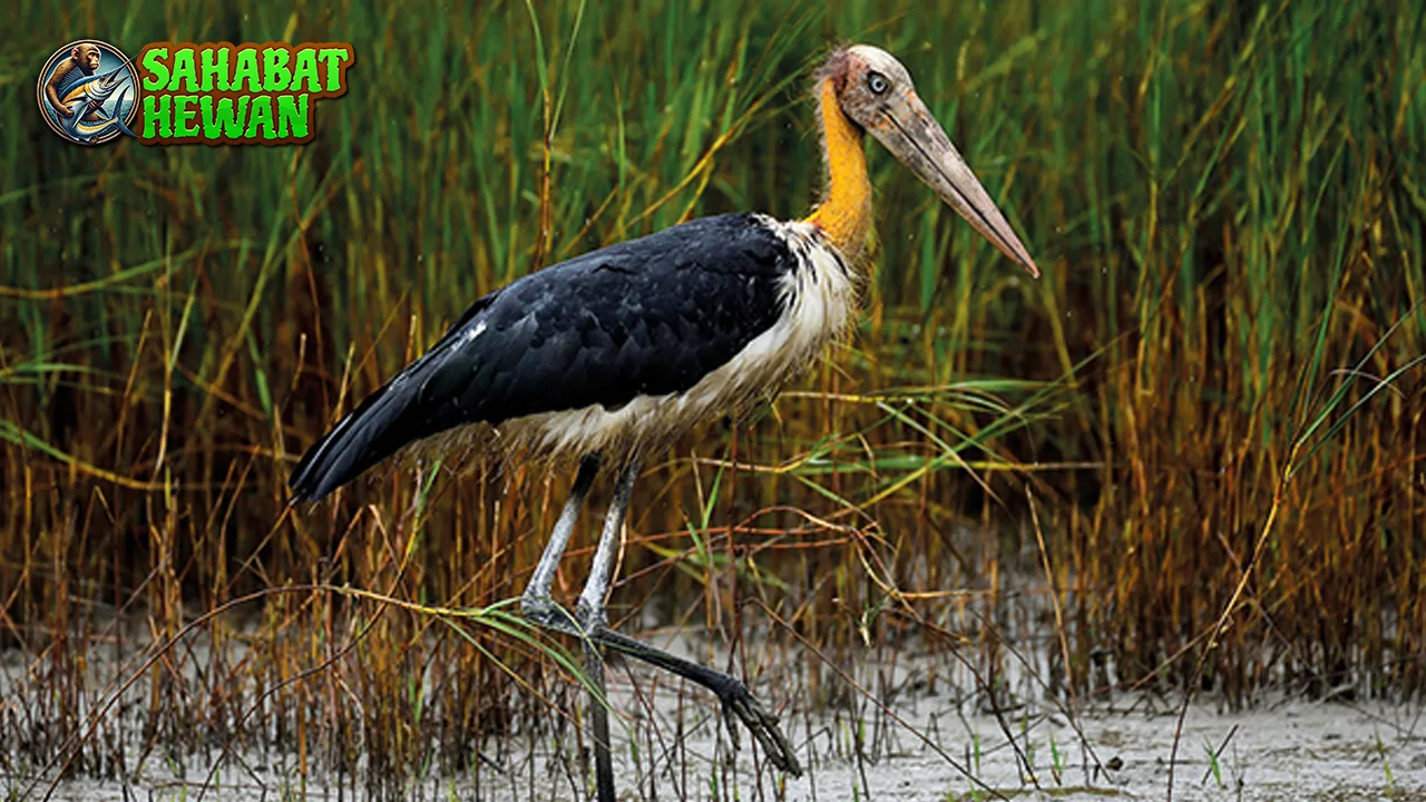 Bangau Hits Si Burung Tinggi Bikin 4 Curiga