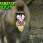 Monyet Dukun Dari 4 Aksi Kocak sampai Misteri