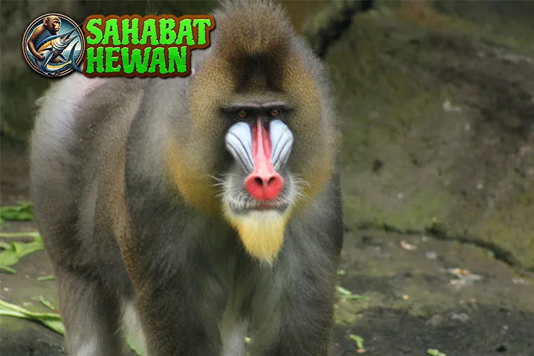 Monyet Dukun Dari 4 Aksi Kocak sampai Misteri