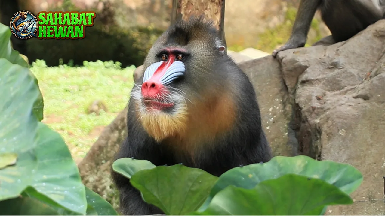 Monyet Dukun Dari 4 Aksi Kocak sampai Misteri