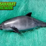 Vaquita Dari 0 Hingga Terancam Punah, Ini Sejarah!