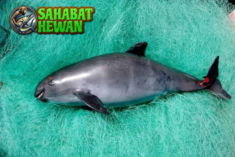 Vaquita Dari 0 Hingga Terancam Punah, Ini Sejarah!
