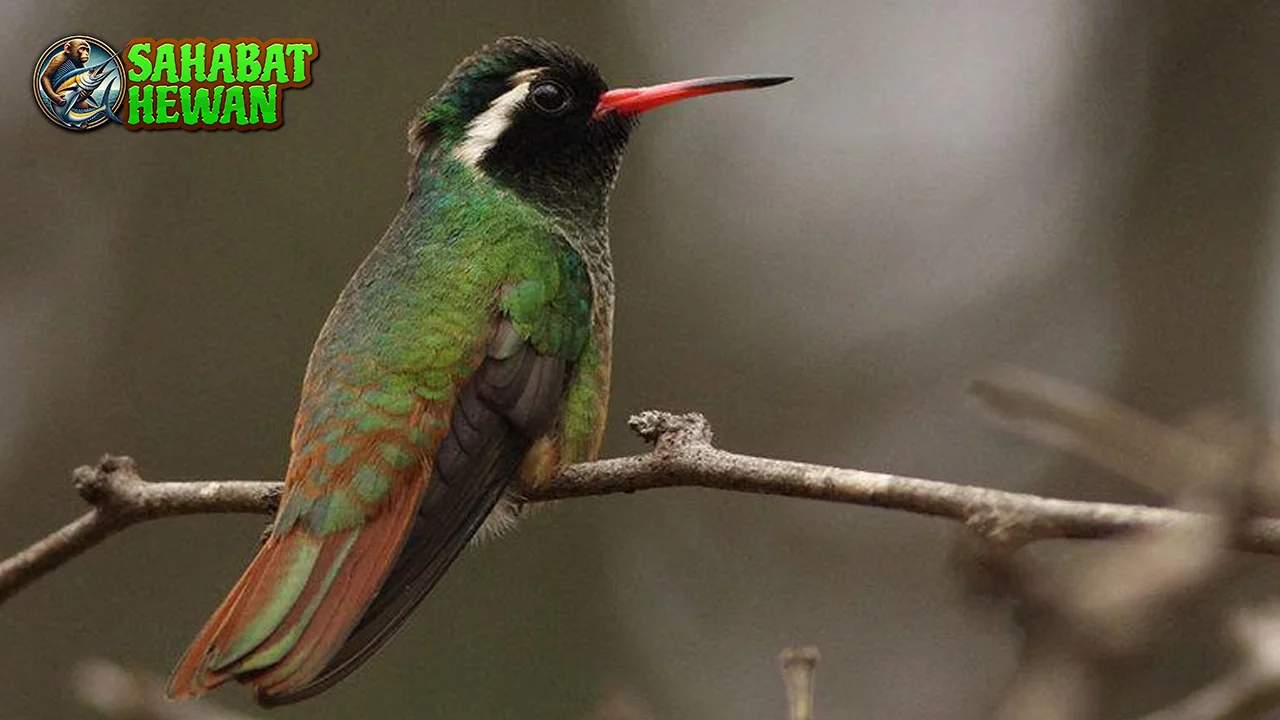 Xantus Lemah Murrelet Si 25 cm Terancam Punah 2 Xantus Lemah Murrelet Si 25 cm Terancam Punah