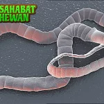 Cacing Pita dan 8 Fakta Resmi Perlu Kamu Tahu!