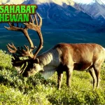 Rusa Tepat 8 Kutub Sang Traveler Sejati di Dunia Es