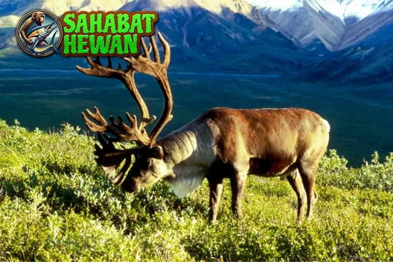 Rusa Tepat 8 Kutub Sang Traveler Sejati di Dunia Es