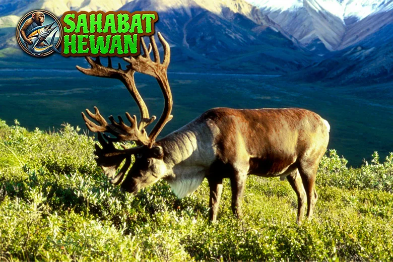 Rusa Tepat 8 Kutub Sang Traveler Sejati di Dunia Es