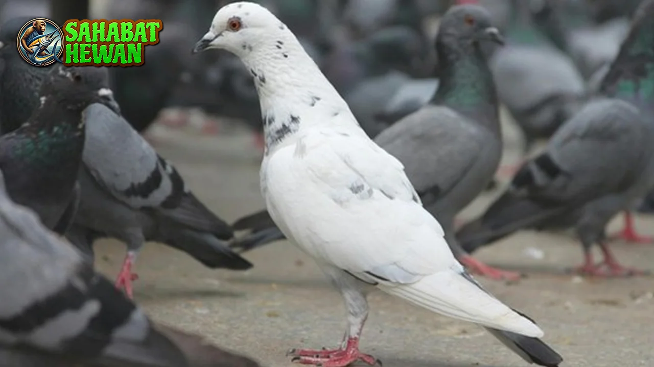 Burung Merpati 45 Pesona Keunikan Pemikat Hati 2 Burung Merpati 45 Pesona Keunikan Pemikat Hati