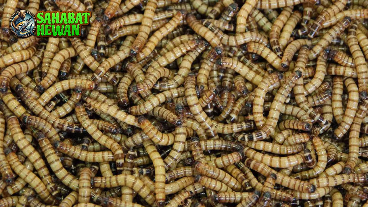 Belatung Keajaiban Alam Sentuhan Angka 91!