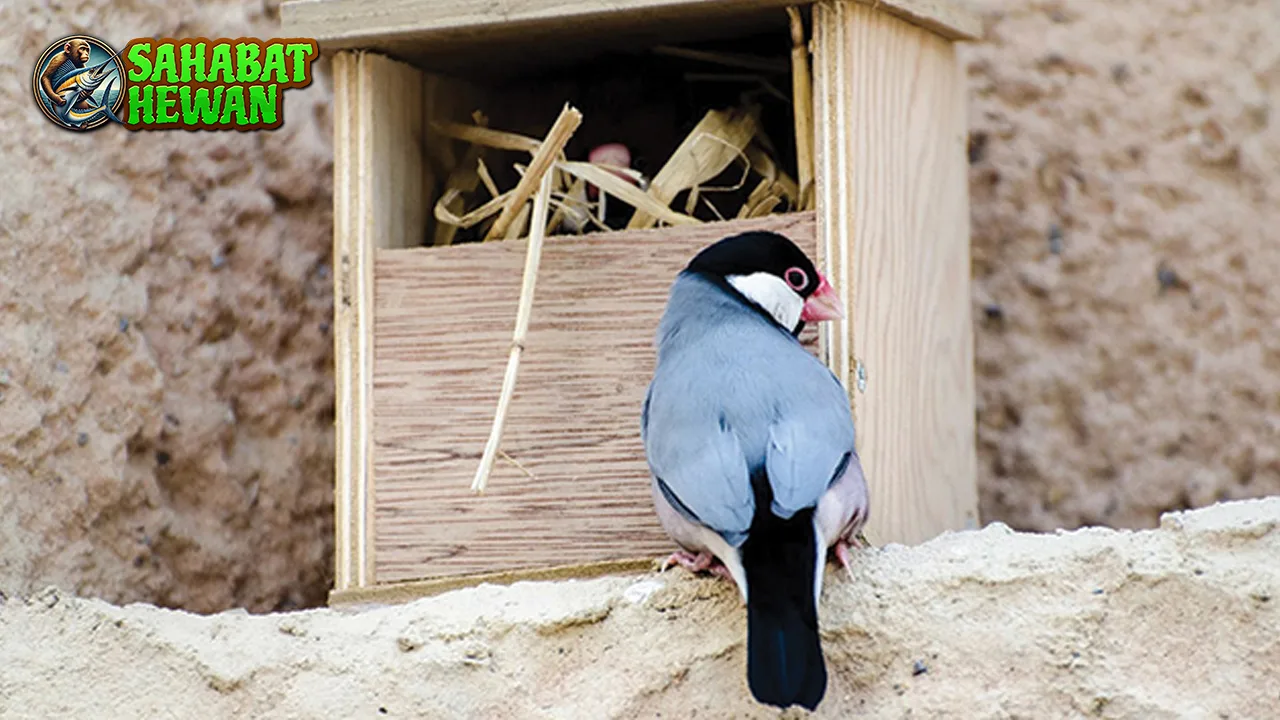 Burung Gelatik 11 Simfoni Cantik Setiap Kicauannya