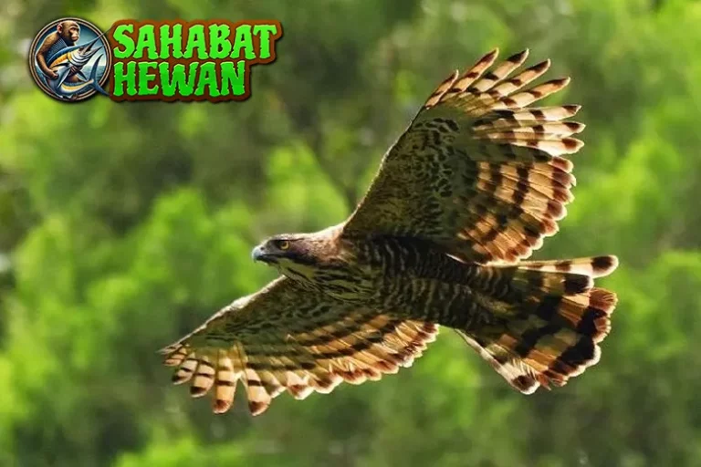 Elang Jawa 10 Ikon Langka yang Perlu Dilindungi