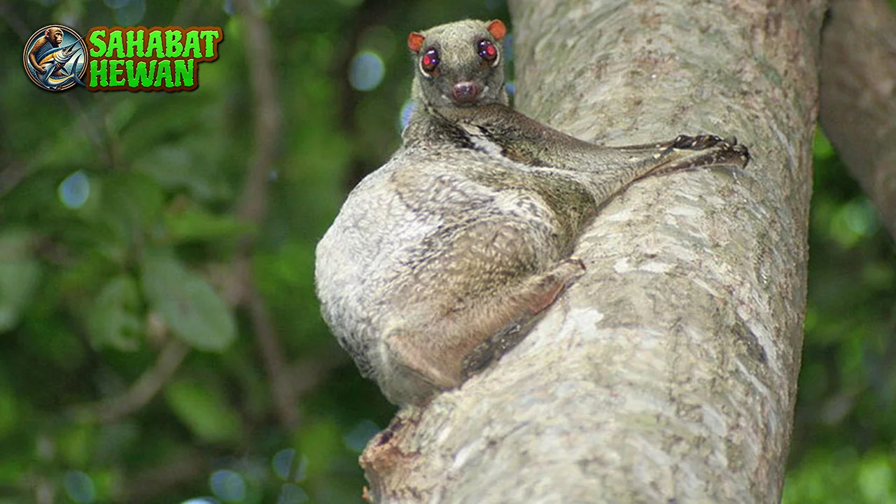 Hewan Kubung Meluncur Tenang di 45 Senja! 2 Hewan Kubung Meluncur Tenang di 45 Senja!