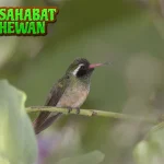 Xantus Lemah Murrelet Si 25 cm Terancam Punah