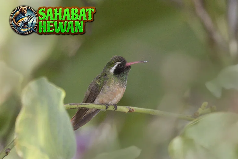 Xantus Lemah Murrelet Si 25 cm Terancam Punah