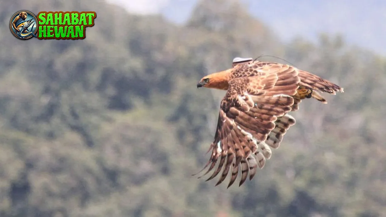 Elang Jawa 10 Ikon Langka yang Perlu Dilindungi