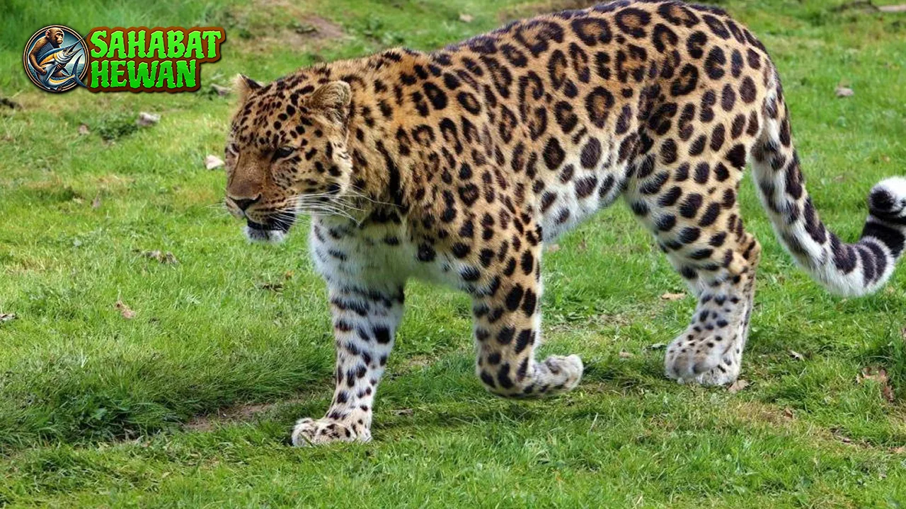 Macan Tutul Amur 97 Ekor Tersisa Si Cantik Langka! 2 Macan Tutul Amur 97 Ekor Tersisa Si Cantik Langka!