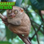 Tarsius Si 7 Mungil Bermata Besar Hutan Belantara
