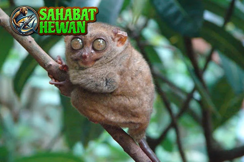 Tarsius Si 7 Mungil Bermata Besar Hutan Belantara