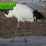 Bangau Hits Si Burung Tinggi Bikin 4 Curiga