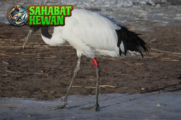 Bangau Hits Si Burung Tinggi Bikin 4 Curiga