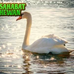 Angsa 5 Simbol Cinta Keindahan, dan Kekuatan