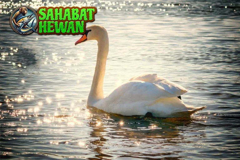 Angsa 5 Simbol Cinta Keindahan, dan Kekuatan