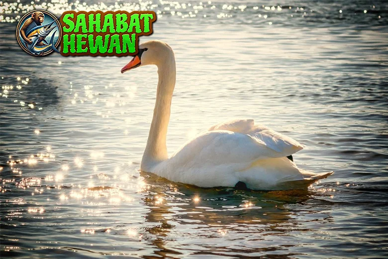 Angsa 5 Simbol Cinta Keindahan, dan Kekuatan