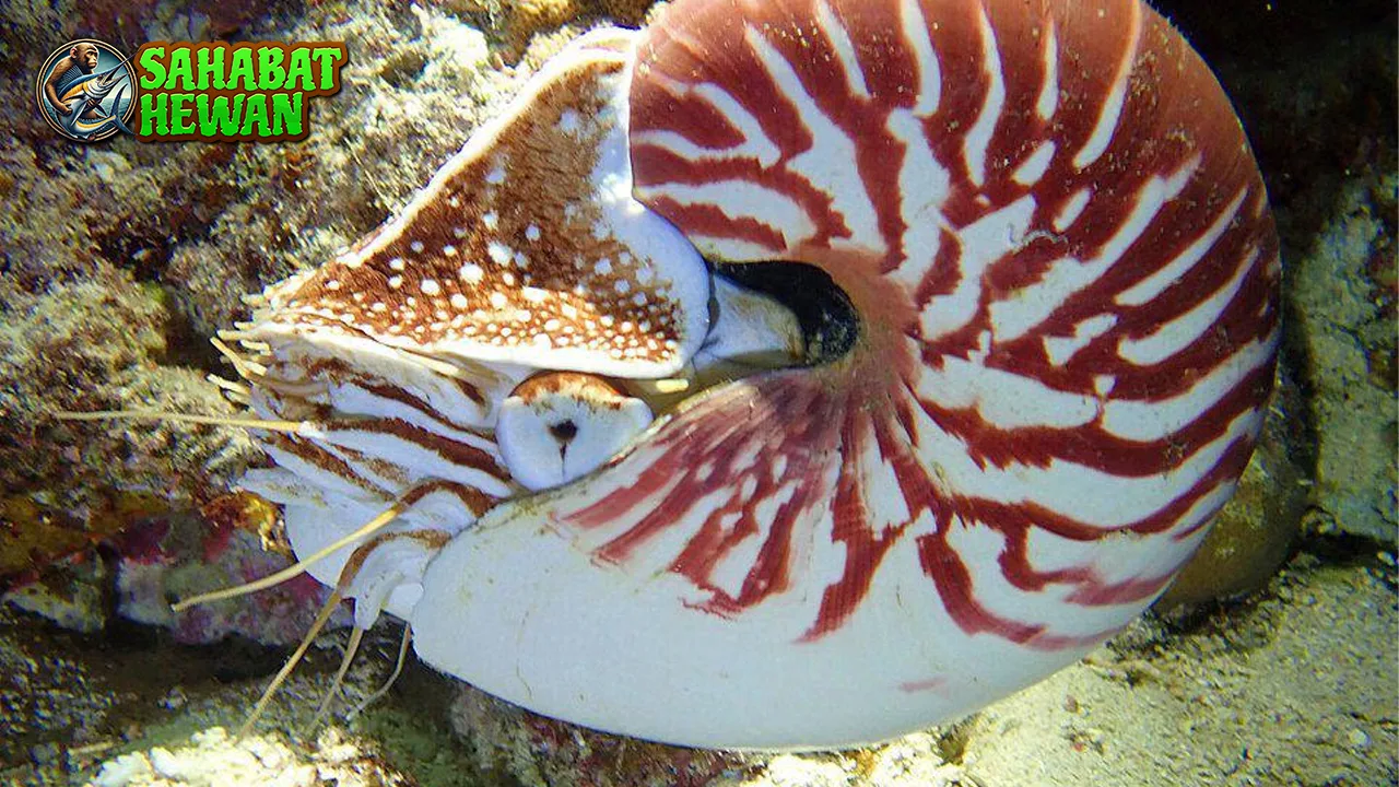 Hewan Moluska 1 Makhluk Laut Penuh Misteri