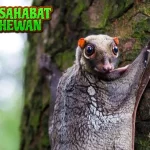 Hewan Kubung Meluncur Tenang di 45 Senja!