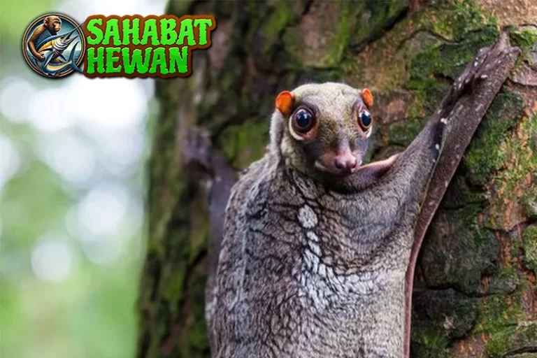 Hewan Kubung Meluncur Tenang di 45 Senja!