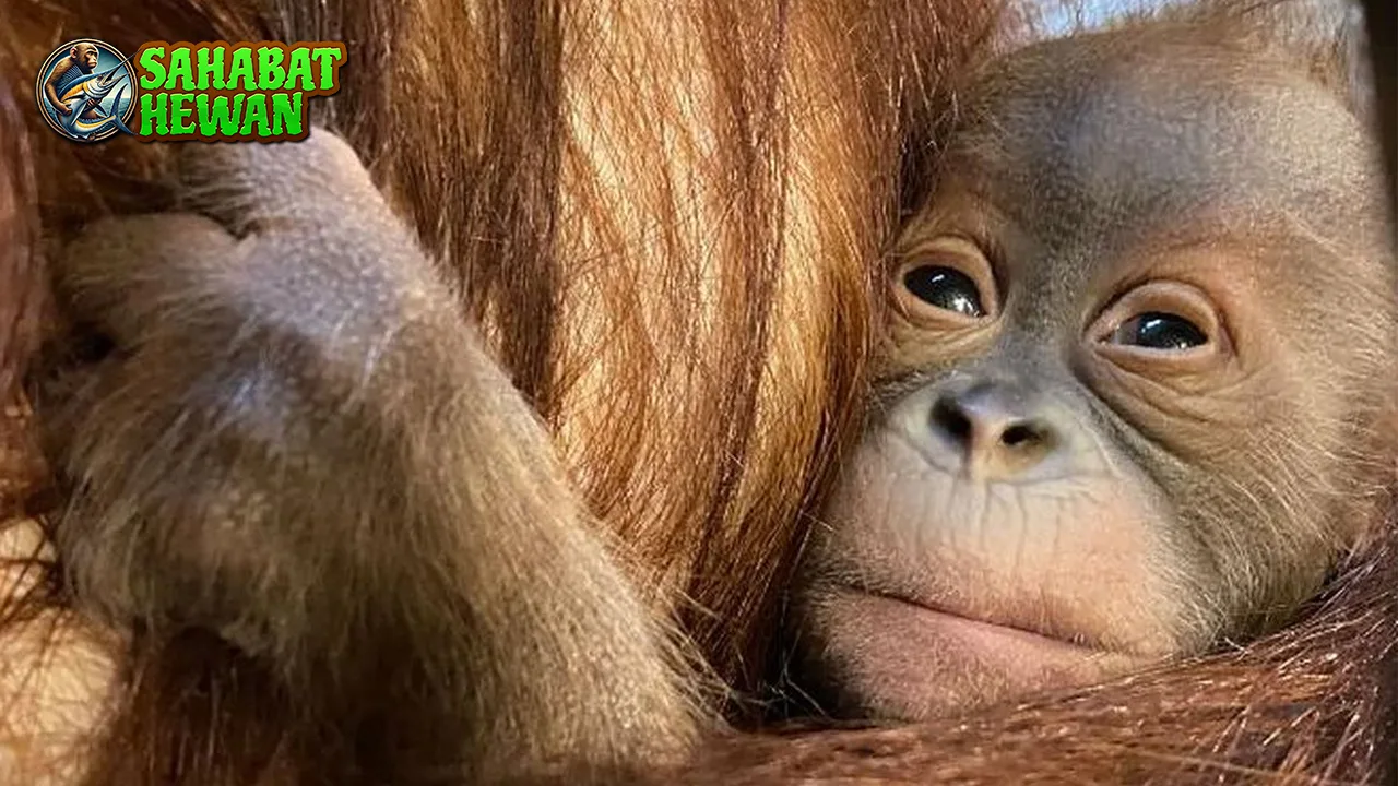 Orangutan Sumatera, Sang 1 Primata Langka Terancam