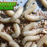 Belatung Keajaiban Alam Sentuhan Angka 91!