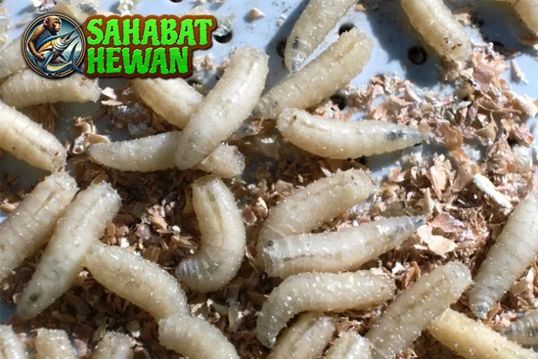 Belatung Keajaiban Alam Sentuhan Angka 91!