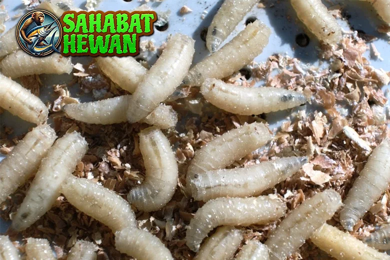 Belatung Keajaiban Alam Sentuhan Angka 91! 3 Belatung Keajaiban Alam Sentuhan Angka 91!