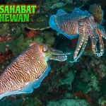 Sotong Hewan Laut dalam 24 Kecerdasan Luar Biasa