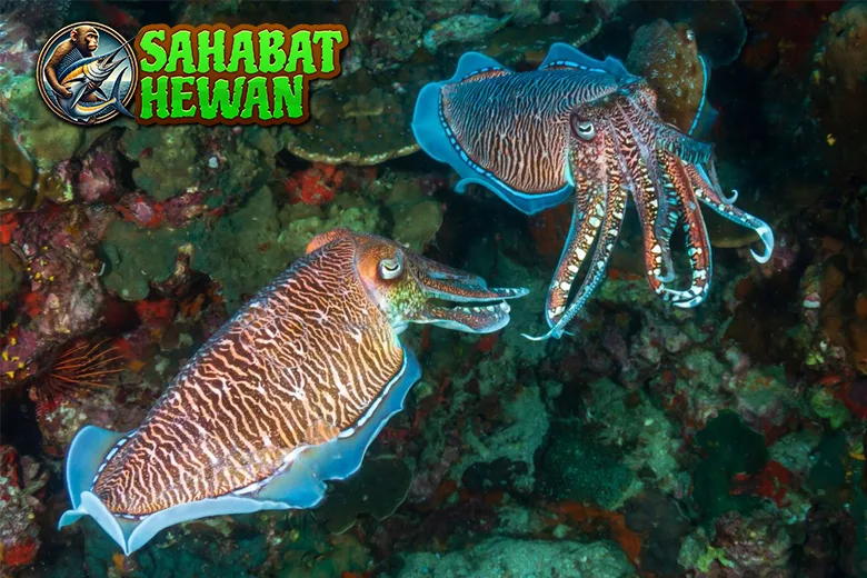 Sotong Hewan Laut dalam 24 Kecerdasan Luar Biasa