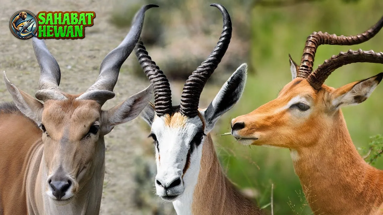 Impala Si Pelari Cepat yang Anggun di 20 Savana