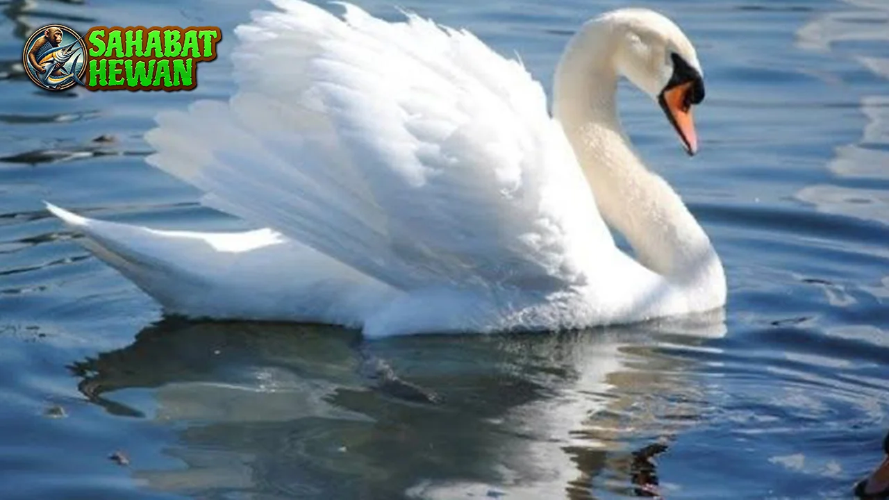 Angsa 5 Simbol Cinta Keindahan, dan Kekuatan 2 Angsa 5 Simbol Cinta Keindahan, dan Kekuatan