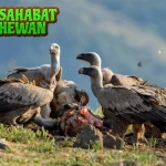 Burung Bangkai 9 Lebih Penting dari Lo Kira!