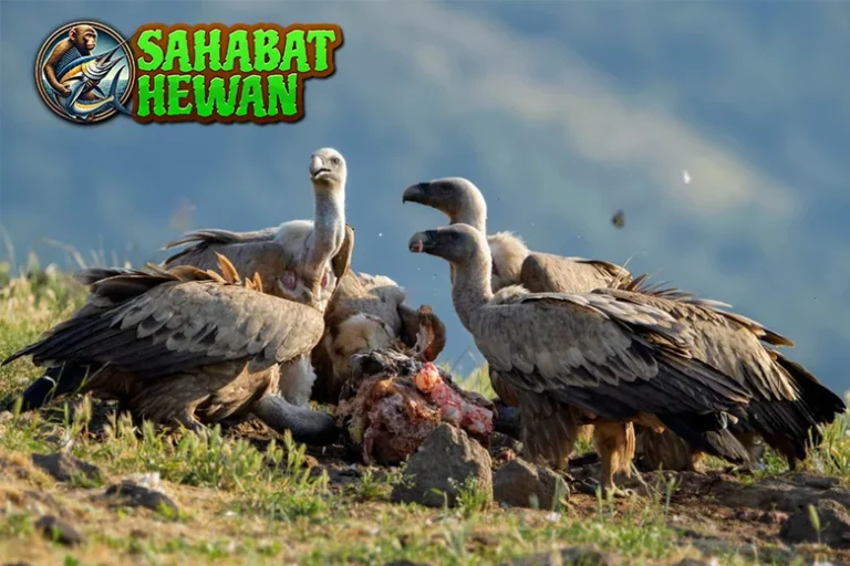 Burung Bangkai 9 Lebih Penting dari Lo Kira!