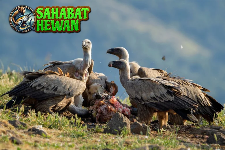 Burung Bangkai 9 Lebih Penting dari Lo Kira!