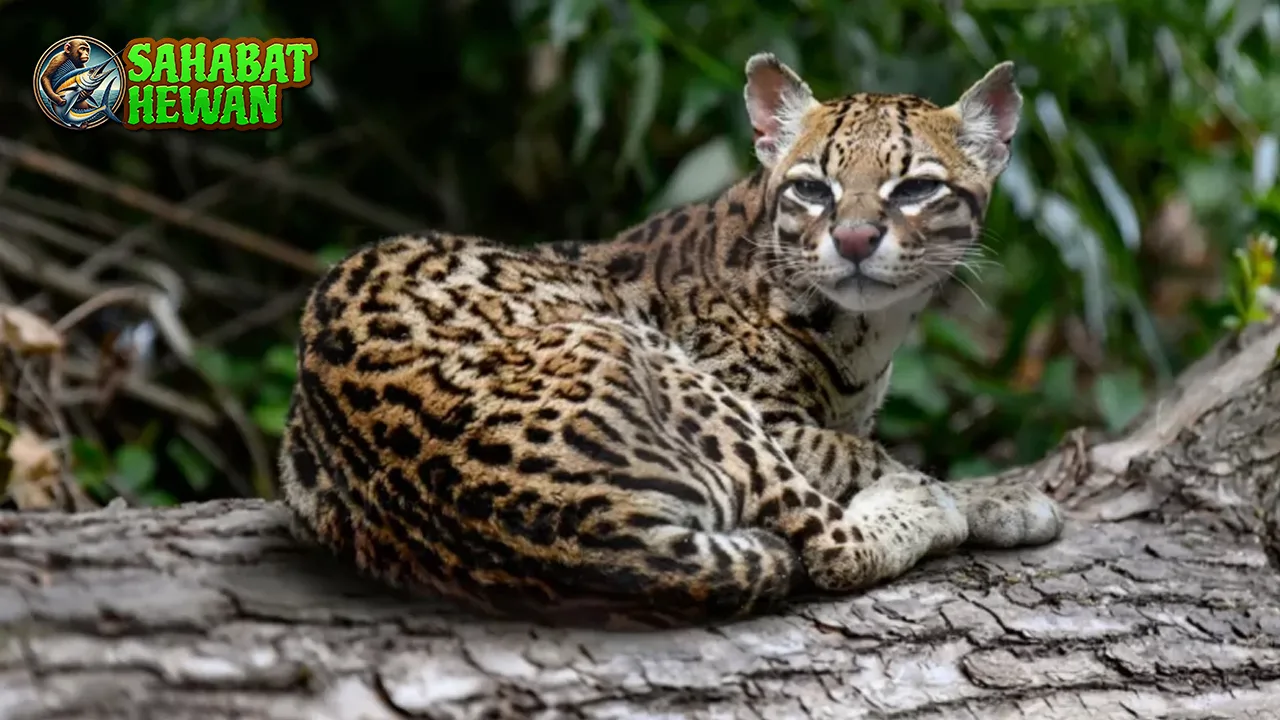 8 Jejak Ocelot, Si Kucing Liar yang Super Elegan 2 8 Jejak Ocelot, Si Kucing Liar yang Super Elegan