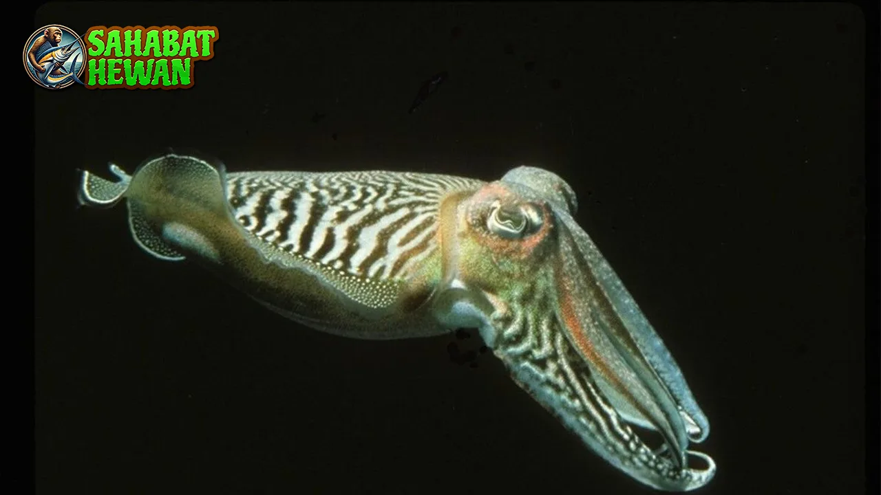 Sotong Hewan Laut dalam 24 Kecerdasan Luar Biasa