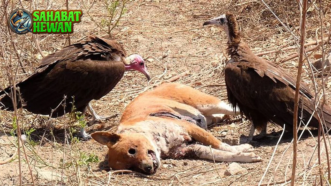 Burung Bangkai 9 Lebih Penting dari Lo Kira! 2 Burung Bangkai 9 Lebih Penting dari Lo Kira!