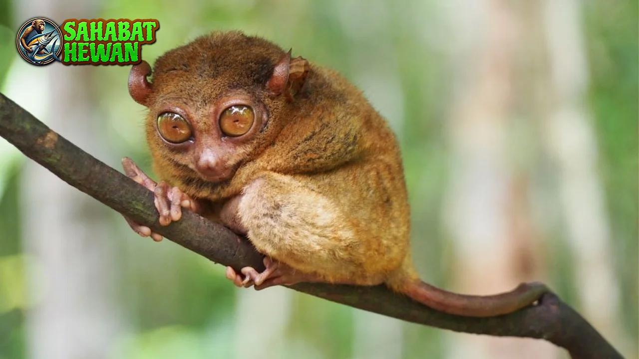 Tarsius Si 7 Mungil Bermata Besar Hutan Belantara 4 Tarsius Si 7 Mungil Bermata Besar Hutan Belantara
