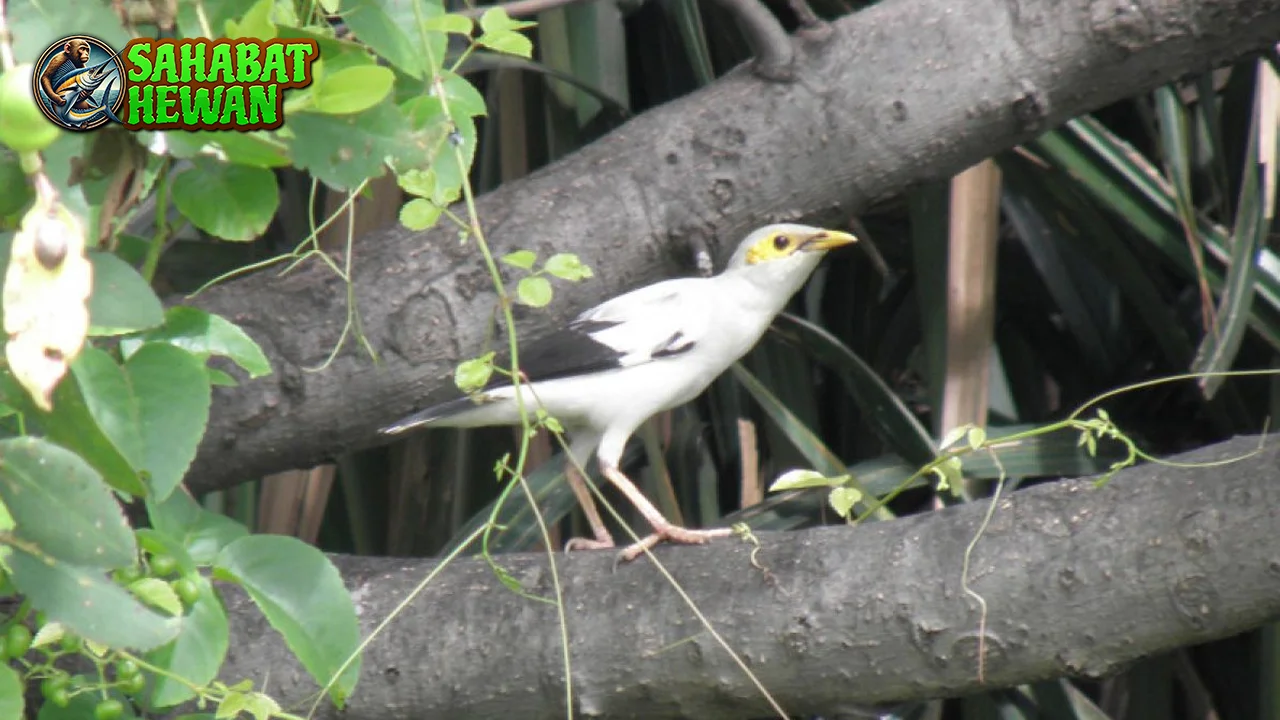 Jalak Putih 4 Simbol Kemurnian di Alam Liar 